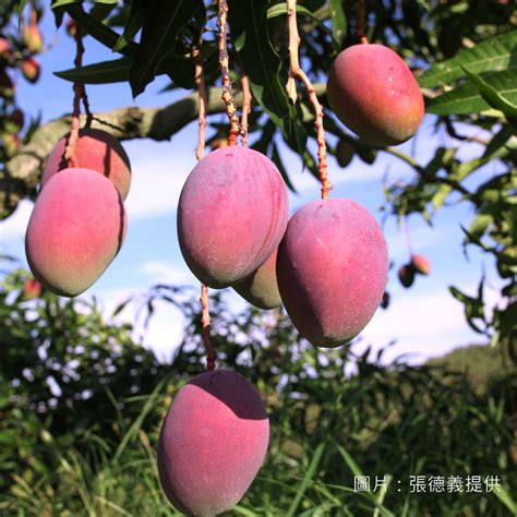 芒果樹風水|種植芒果有風水禁忌嗎,請問家院子里種芒果樹在風水角度上會不。